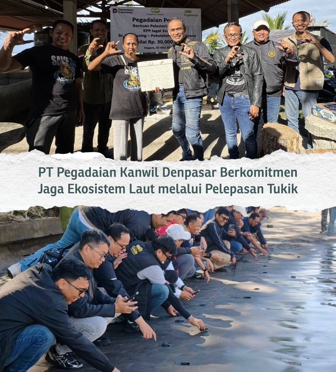 Peduli Lingkungan, Pegadaian Kanwil VII Denpasar Dukung Pelestarian Penyu di KPP Jagat Kerthi